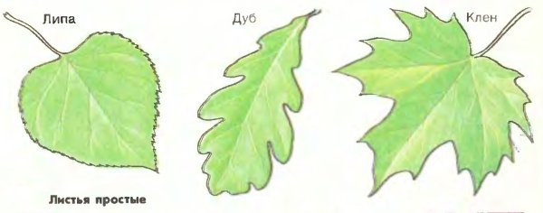 Рисования листьев (берёза, липа).