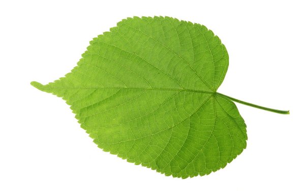 Лист березы раскраска