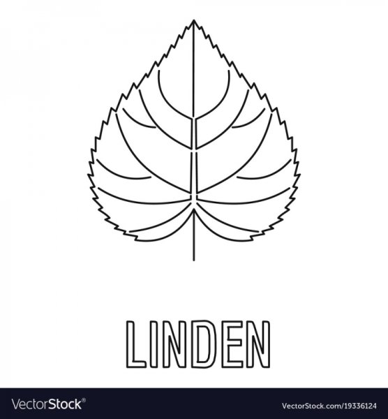 Трафарет листьев липы