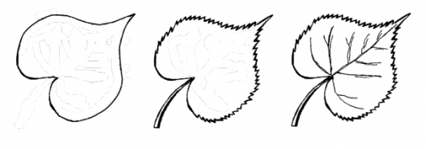 Лист вяза контур