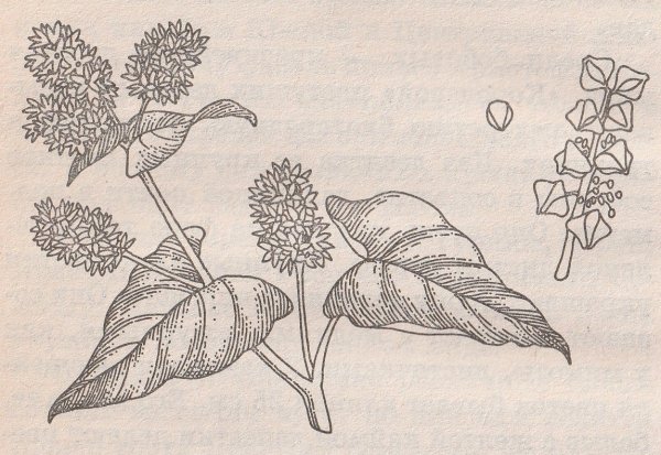 Гречиха Андерсен