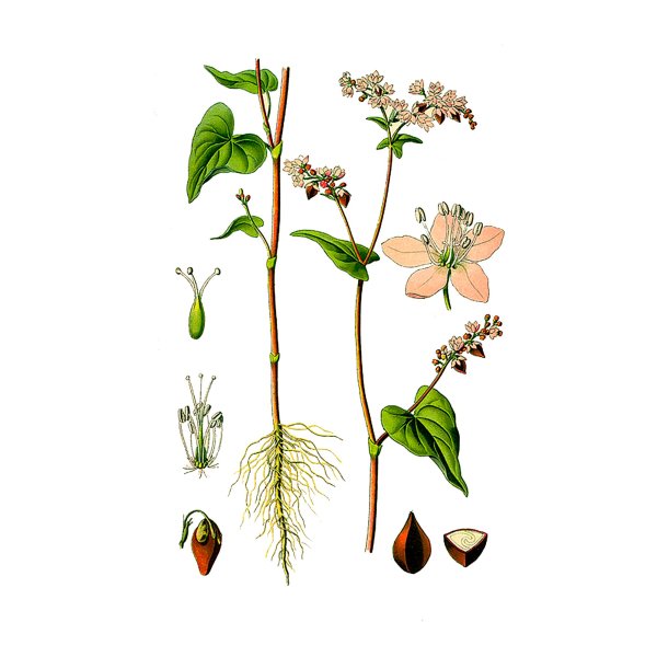 Гречиха посевная Фармакогнозия