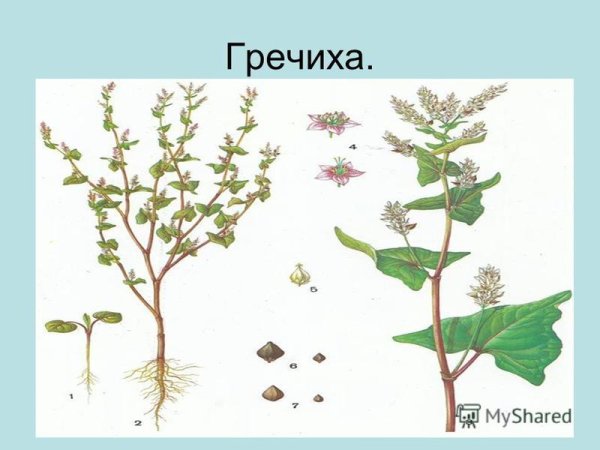 Гречиха строение