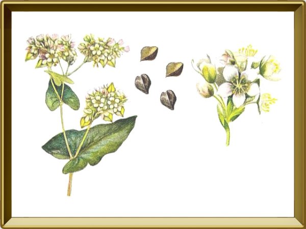 Гречиха посевная плод