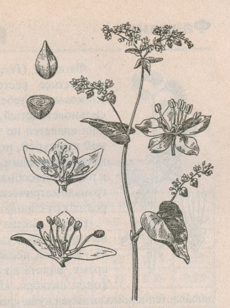 Гречиха посевная ботаника