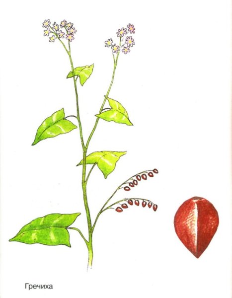 Листья гречихи