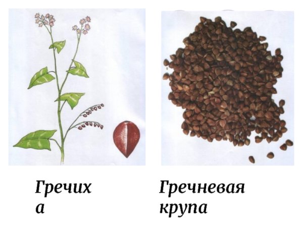 Гречиха рисунок для детей