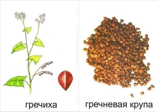 Обучающие карточки злаки и их семена