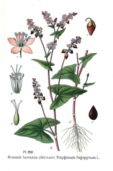 Гречиха посевная ботаника