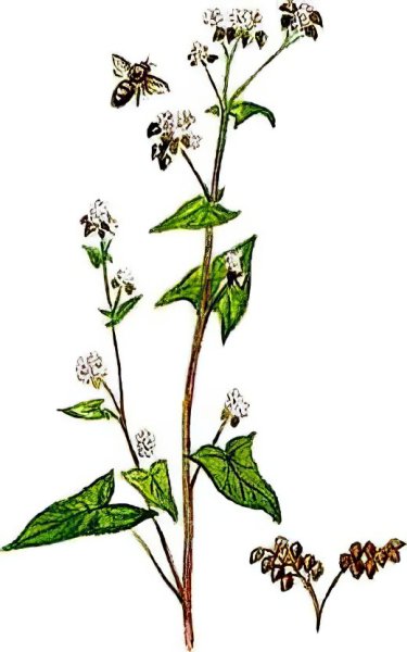 Гречиха посевная (обыкновенная или культурная)