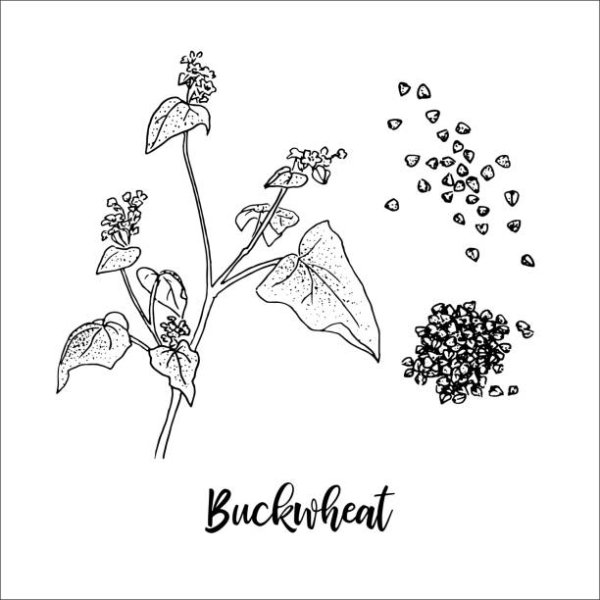 Гречиха растение рисунок
