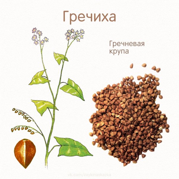 Гречиха строение