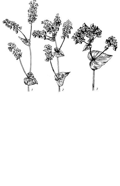 Гречиха посевная венчик