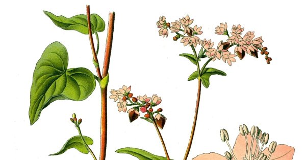 Гречиха ботаника