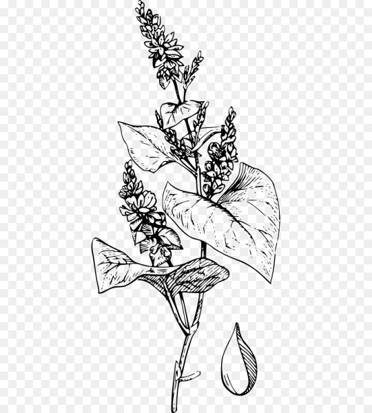 Гречиха эскиз