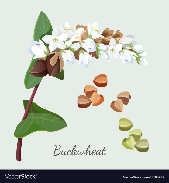 Гречиха растение вектор