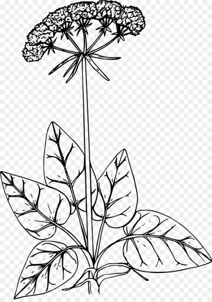 Гречиха растения раскраска