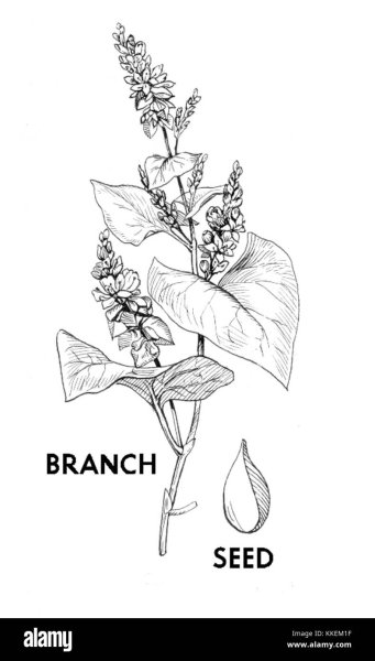 Гречиха эскиз