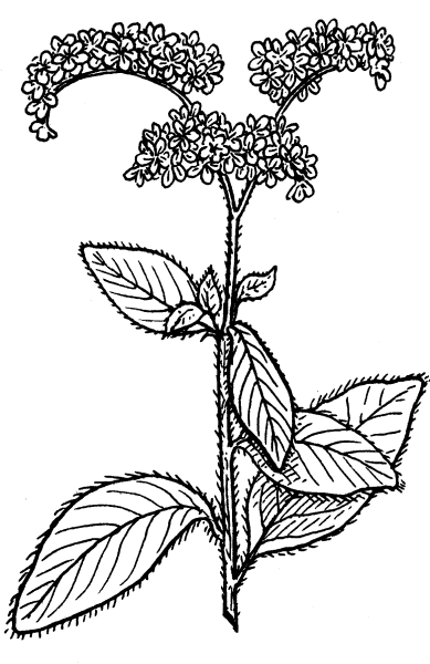 Гелиотроп зарисовкизарисовки