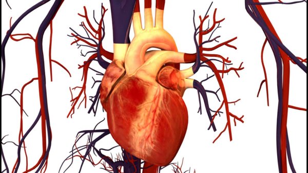 Сердце здорового человека и сердце алкоголика