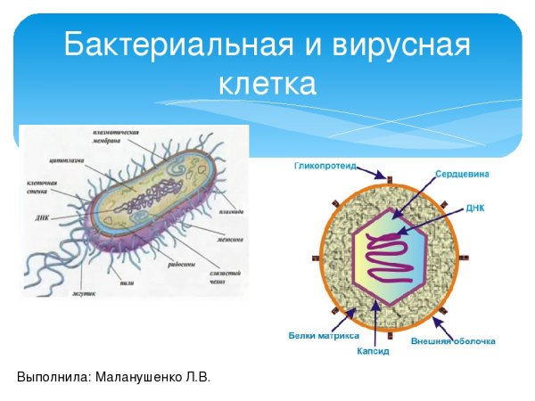 Строение вируса и бактерии