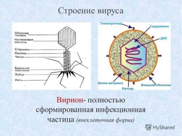 Абортивный Тип взаимодействия вируса схема