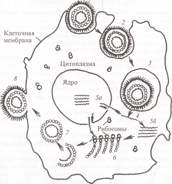 Клеточное строение вирусов