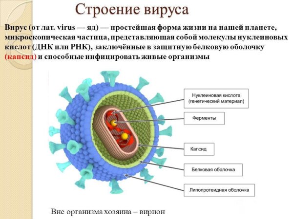 Клетка вируса