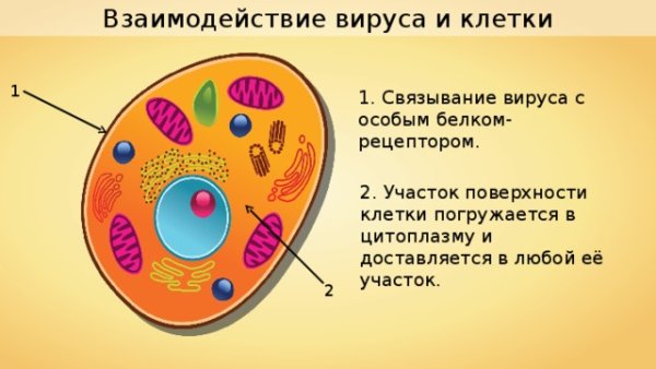 Строение бактерии строение вируса