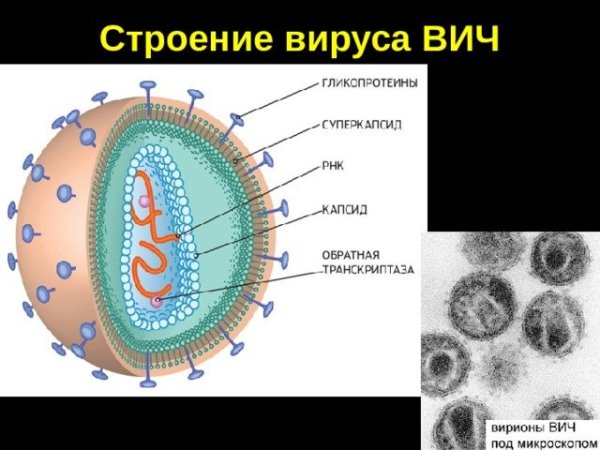Схема строения вируса и бактериофага