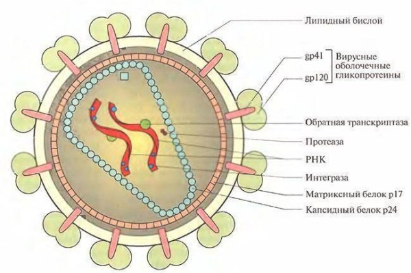 Строение вируса рисунок