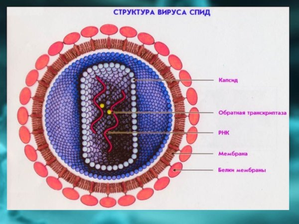 Вирусы рисунок микробиология