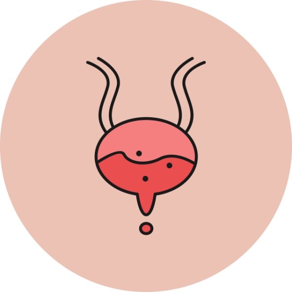 Мочевой пузырь вектор