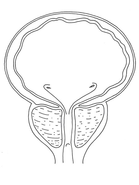 Мочевой пузырь анатомия