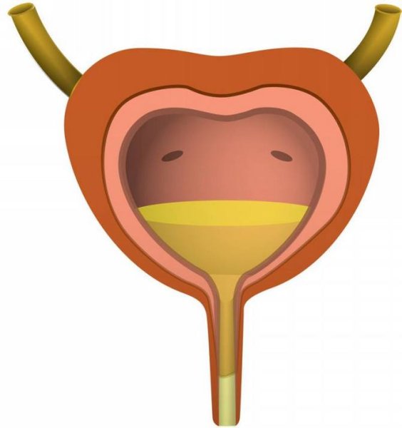 Внутренние органы человека мочевой пузырь