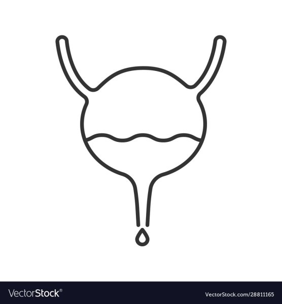 Мочевой пузырь иконка