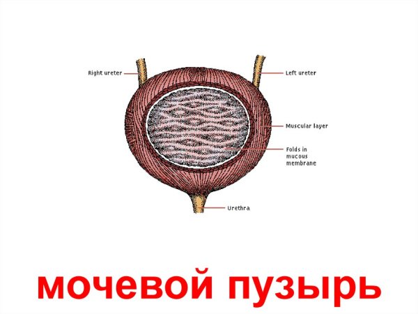 Мочевой пузырь