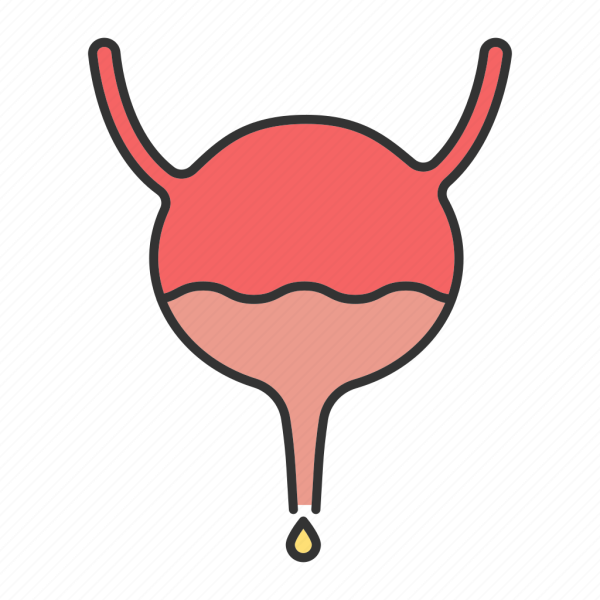 Мочевой пузырь анатомия для детей