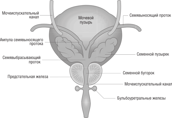 Мочевой пузырь и семенные пузырьки