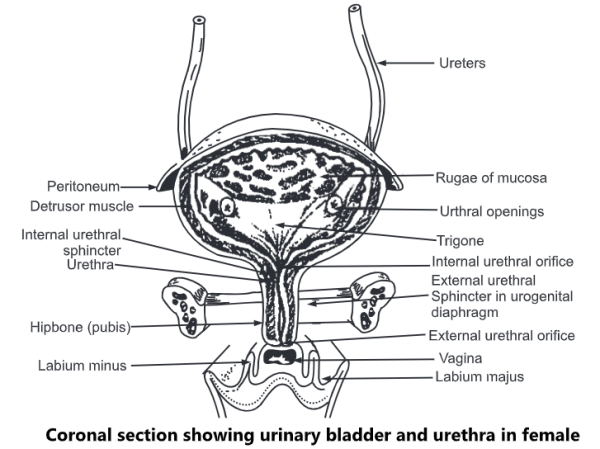 Строение мочевого пузыря у женщин