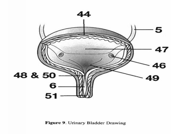 Мочевой пузырь схема