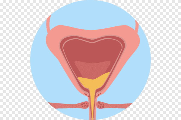 Мочевой пузырь