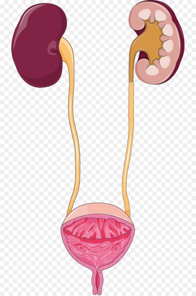 Мочевой пузырь и мочеточники
