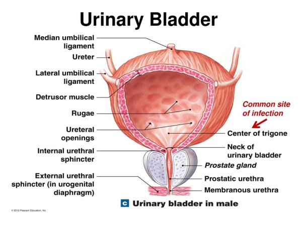 Анатомическое строение мочевого пузыря