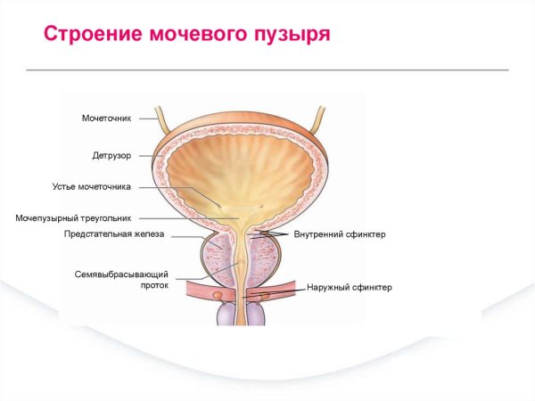 Мочевой пузырь и мочеиспускательный канал строение и функция