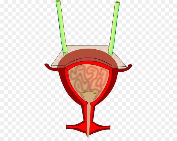 Мочевой пузырь без фона