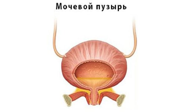 Слизистая мочевого пузыря