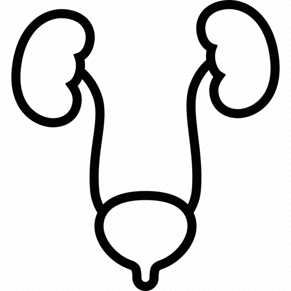 Мочевой пузырь вектор