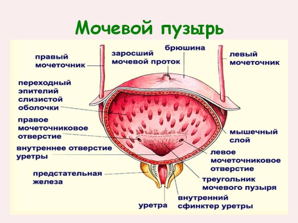 Мочевой пузырь строение расположение функции