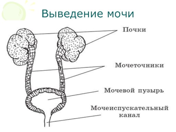 Почки мочеточники мочевой пузырь мочеиспускательный канал